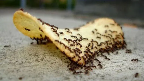 نصائح للتخلص من النمل الصغير في المنزل