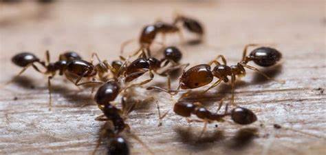 كيفية طرد النمل من المنزل دون قتله