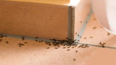 كيفية طرد النمل من المنزل بالقران