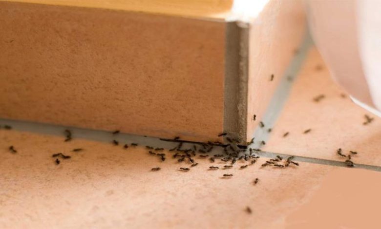 كيفية طرد النمل من المنزل بالقران