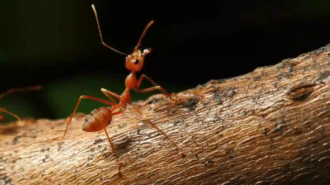 النمل الصغير في البيت حسد