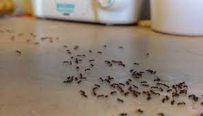 طريقة للتخلص من النمل بشكل نهائي