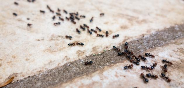 أسباب كثرة النمل في البيت