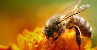 فوائد سم النحل للعظام