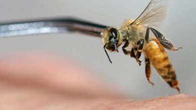 كيفية أخذ حقن سم النحل