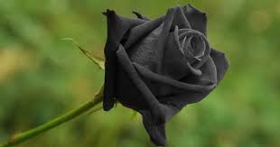 اسم الورد الأسود