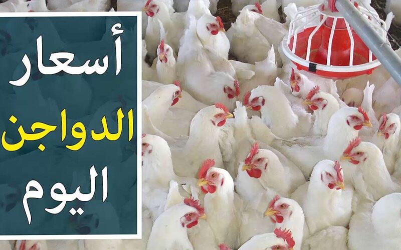 بورصة الدواجن اليوم الفراخ البيضاء