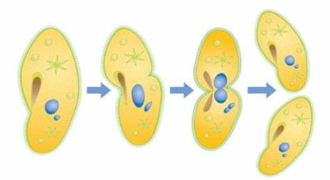 ما هي الخلايا التي تنقسم ميتوزيا؟