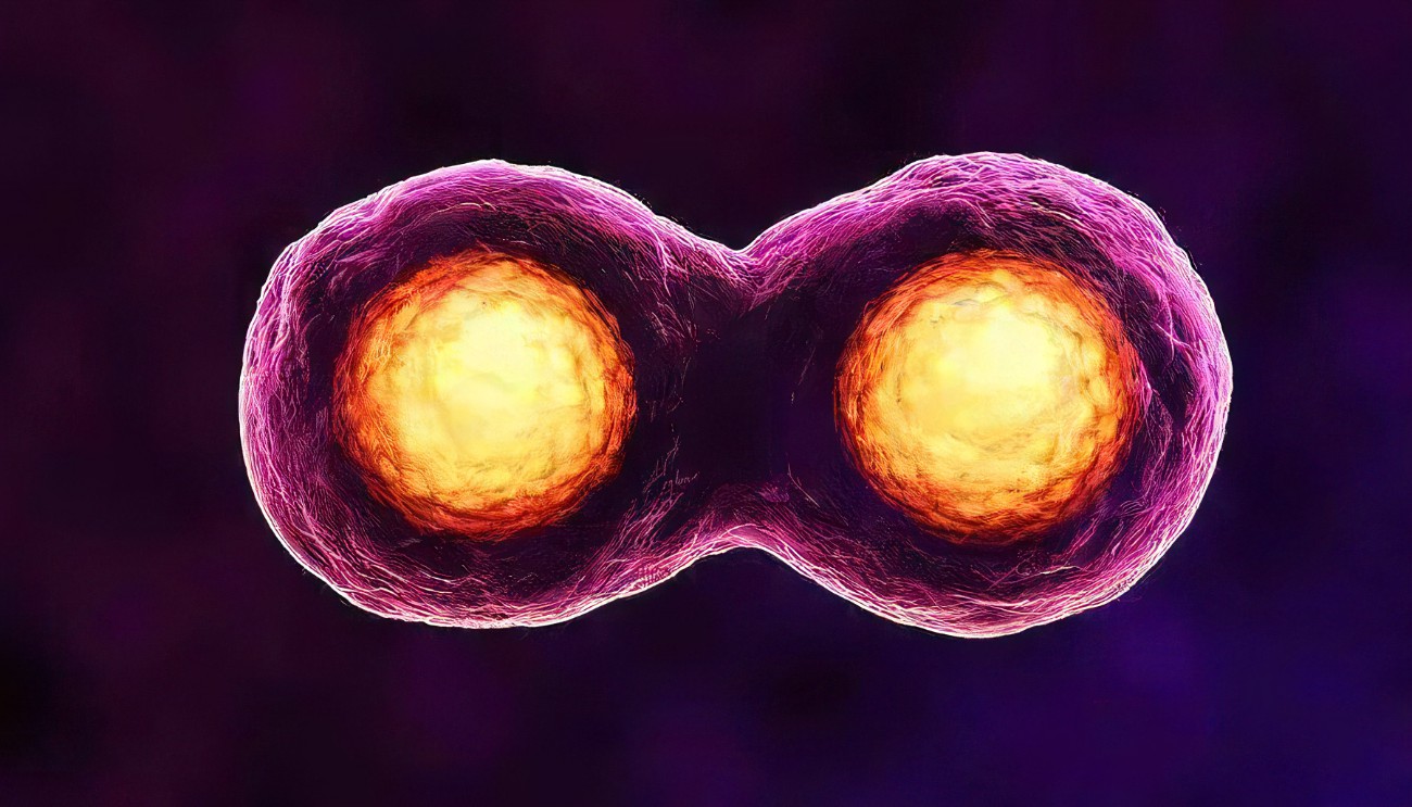ما هو الجزء المسؤول عن عملية الانقسام الخلوى في الخلية؟