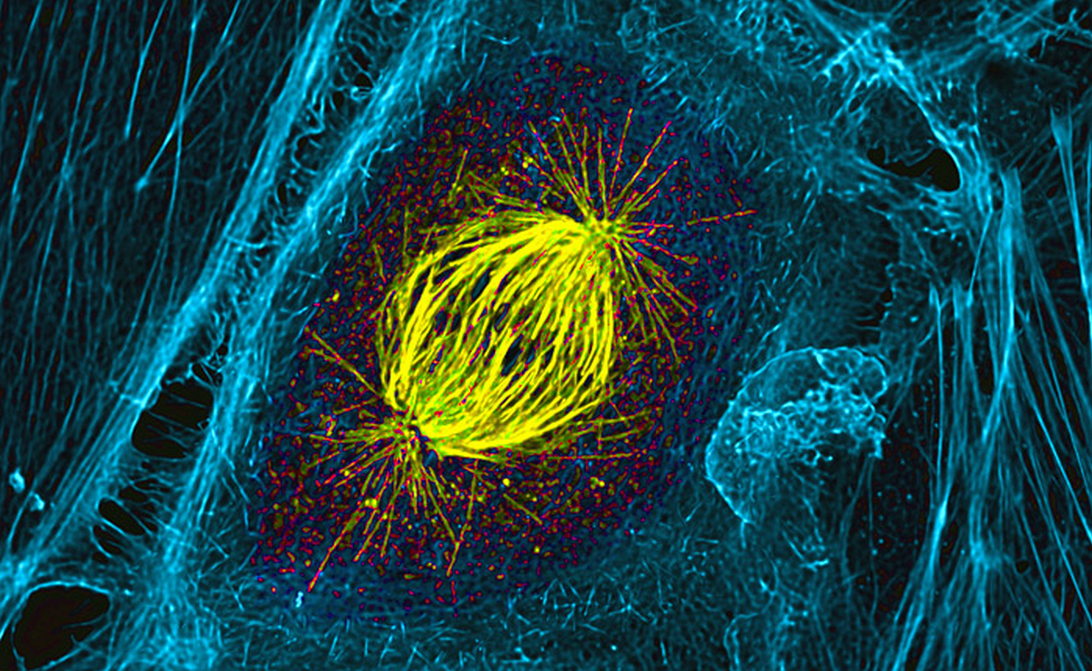 انقسام سيتوبلازم الخلية مكوناً خلية جديدة